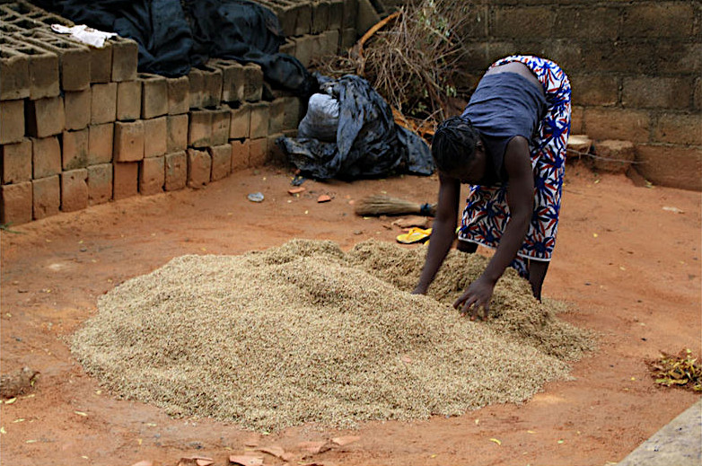 Drying of germinated sorghum under the sun (Cl. Alexandre Magot)